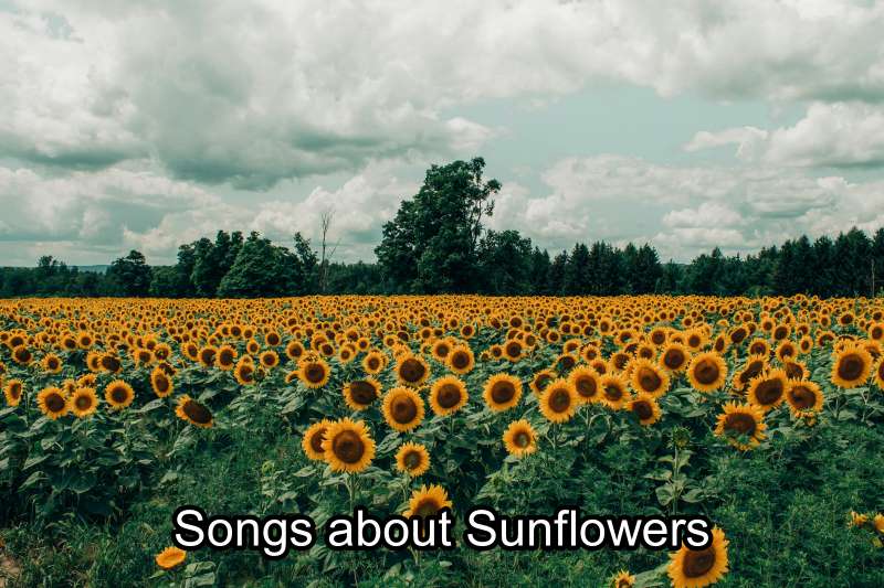 Songs about Sunflowers