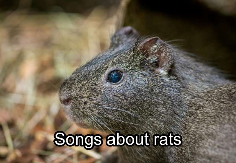 songs about rats
