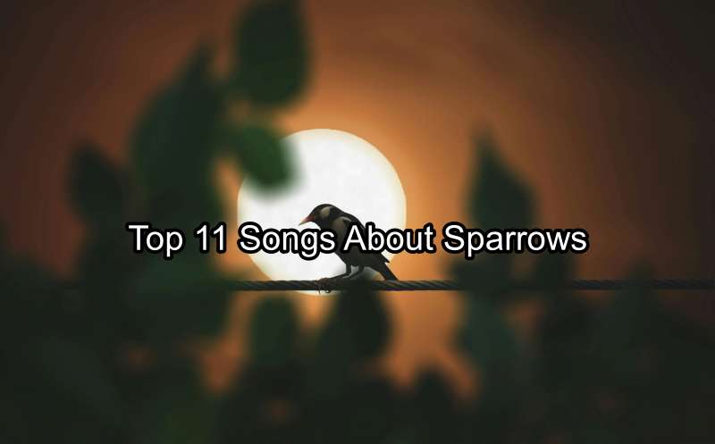 Songs About Sparrows