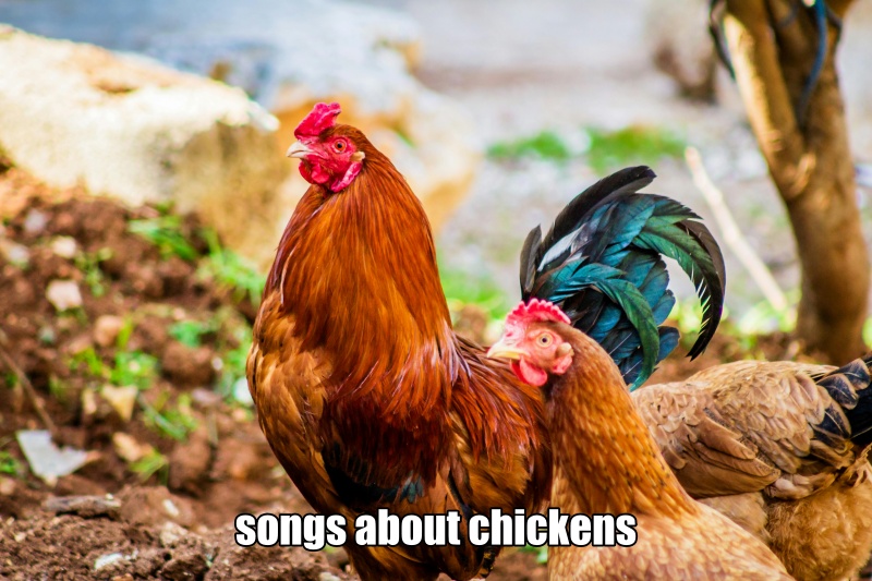 songs about chickens