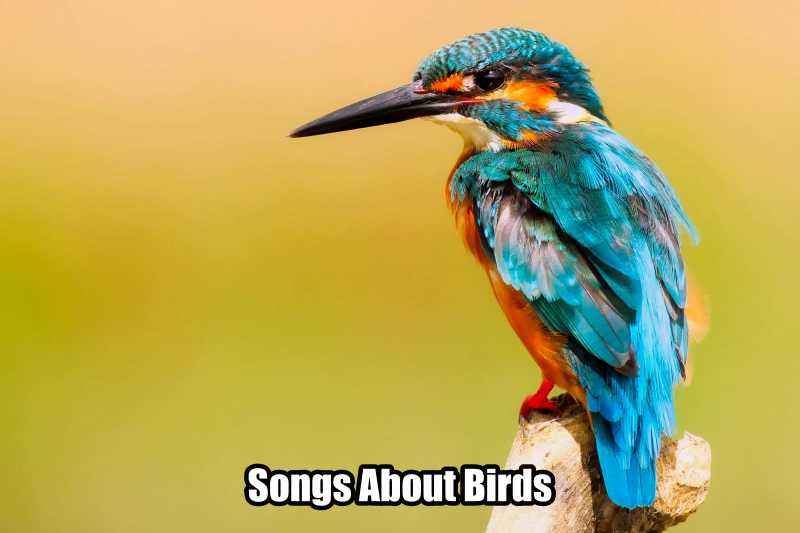 Songs About Birds